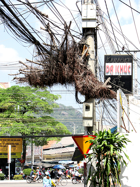 Gốc cây treo trên cáp viễn thông