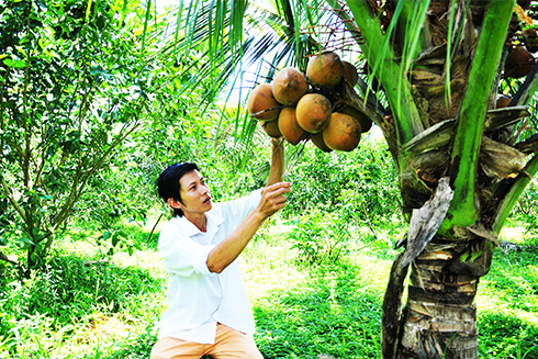Vườn dừa trồng xen canh cam xoàn của anh Nguyễn Thanh Tân.