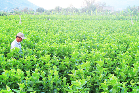 Nghề trồng dâu nuôi tằm: Nhiều hứa hẹn