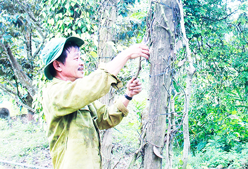 Chưa xuất hiện tình trạng thu mua rễ tiêu