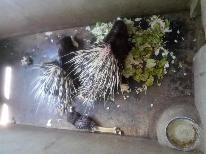 Diên Khánh có 11 trại nuôi động vật hoang dã