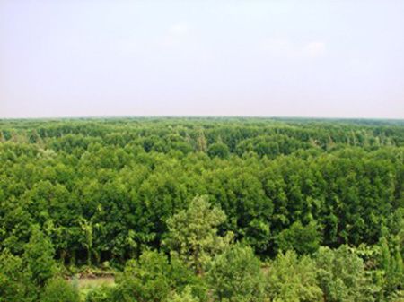 Giao khoán bảo vệ 1.250ha rừng