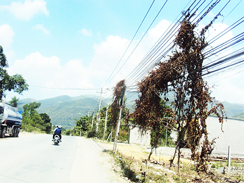 Cây khô trên dây điện, cáp viễn thông