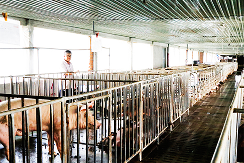 Heo tăng giá mạnh, nguồn cung khan hiếm