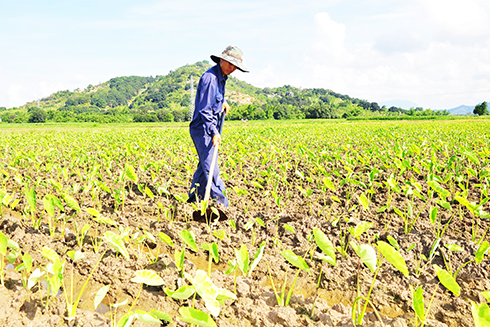Cam Lâm: Khoai sáp chết hàng loạt