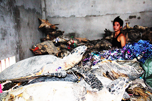 Xét xử vụ tàng trữ hàng ngàn xác rùa biển: Tuyên phạt bị cáo 4 năm 6 tháng tù