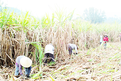 Thay đổi phương thức thu mua mía: Nông dân gặp khó