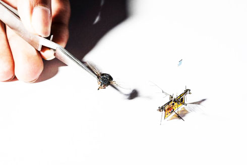 Chế tạo thành công ruồi robot theo dõi cây trồng