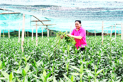 Diên Khánh: Hỗ trợ phụ nữ khởi nghiệp