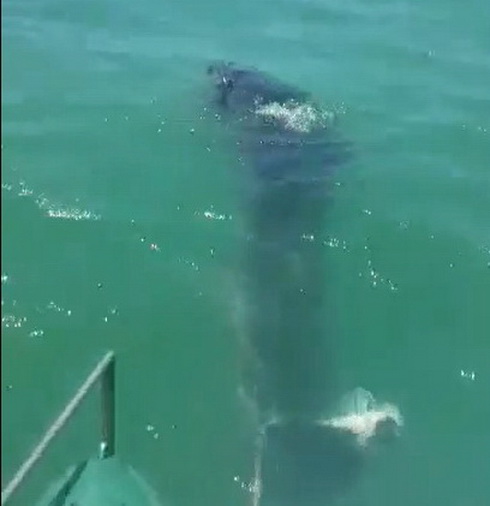 Phát hiện cá ông nặng 7 tạ trên đầm Nha Phu