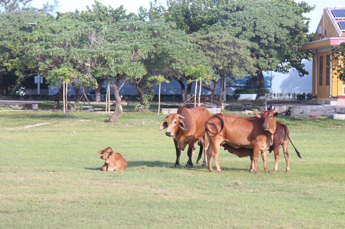 Những chú bò ở đảo Song Tư Tây.