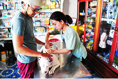 Sẽ bắt giữ chó thả rông