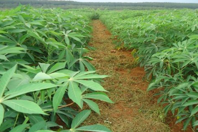 Khánh Vĩnh: Diện tích mì giảm mạnh