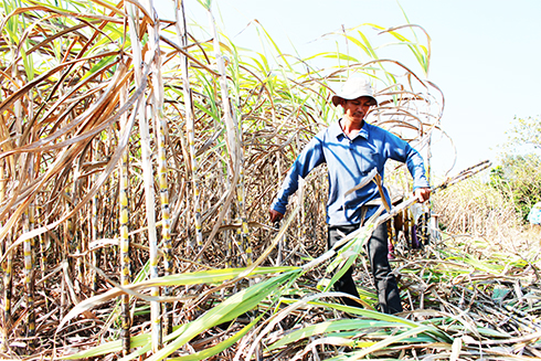 Liên kết "4 nhà" để nâng cao hiệu quả chuỗi sản xuất