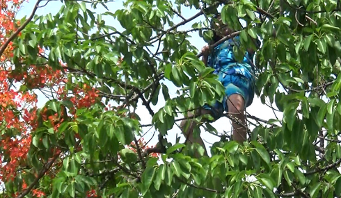 Ngáo đá, cô gái leo lên ngọn cây la hét