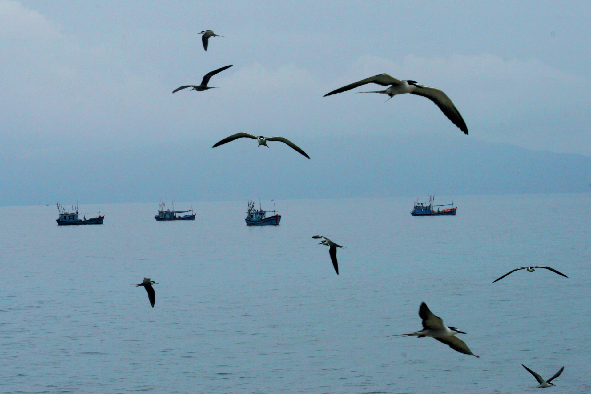 Khi thấy tàu chở ra thăm đảo, những chú chim hải âu chao liệng như để mừng đón du khách