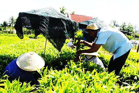 Tập trung trồng mới rừng sau bão