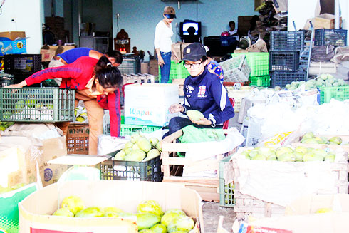 Cam Lâm: Bấp bênh giá xoài