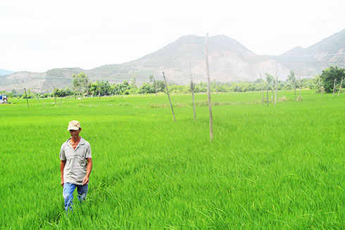 Mạng điện tự phát kéo ra ruộng tại thôn Trà Sơn.