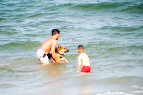 Cần phạt nghiêm việc đưa chó đi tắm biển