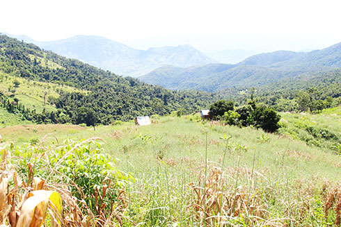 Ban quản lý rừng phòng hộ Cam Lâm chưa thể thu hồi đất để trồng rừng do người dân chưa đồng ý nhận hỗ trợ.