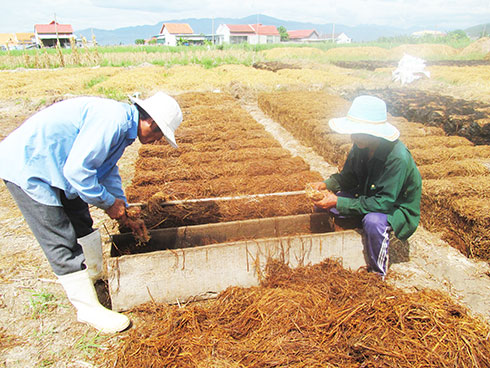 Một công đoạn làm nấm rơm.