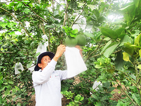 Chuyển đổi cây trồng ở Suối Tiên