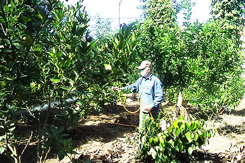 Khánh Sơn: Tăng cường quản lý chất lượng giống cây trồng