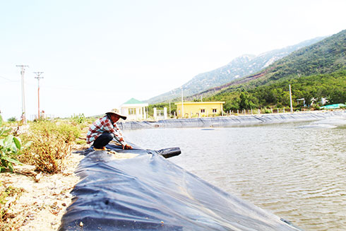 Ninh Van shrimp breeder producing and verifying area attracts investors