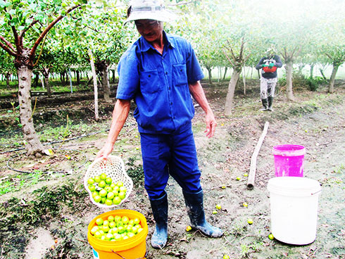 Thu hoạch táo chính vụ tại xã Cam Thành Nam.