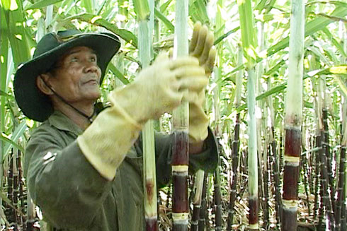 Khánh Sơn: Chuyển đổi hơn 386ha cây trồng