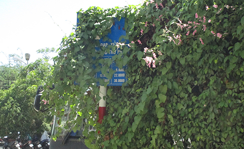Dây leo phủ kín bảng giá bãi giữ xe
