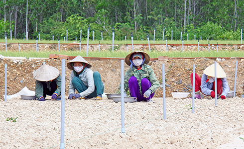 Xây dựng thương hiệu cho tỏi Khánh Hòa: Chưa tìm được tiếng nói chung