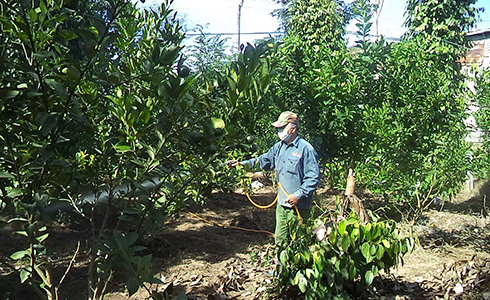Khánh Sơn: Chủ động phòng, chống sâu bệnh trên cây trồng