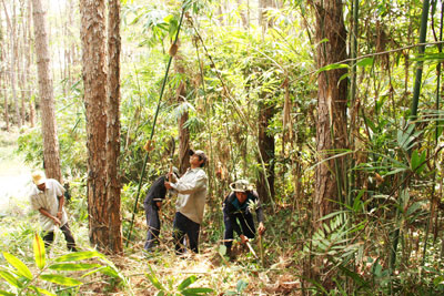 Dự kiến chuyển đổi khoảng 1.200ha rừng phòng hộ sang rừng sản xuất