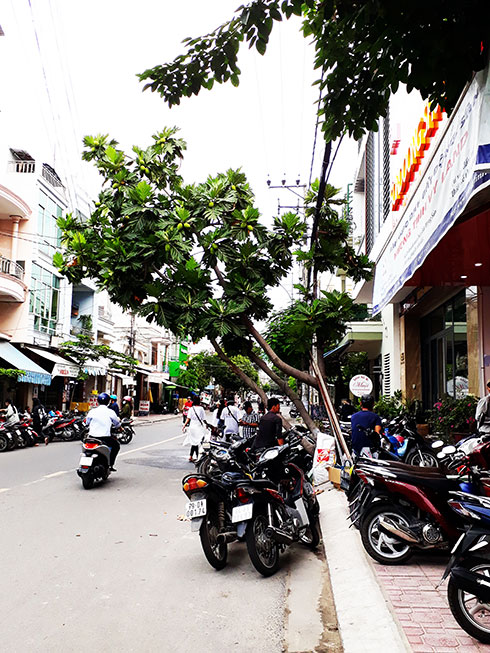 Cây nghiêng ra lòng đường