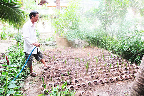 Ươm giống dừa tại Tổ hợp tác dừa Ninh Đa.