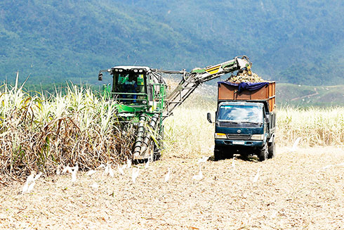 Khuyến khích doanh nghiệp đầu tư vào nông nghiệp: Kỳ vọng mới