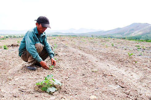 Ninh Hòa: Đỏ mắt vì... bí đỏ