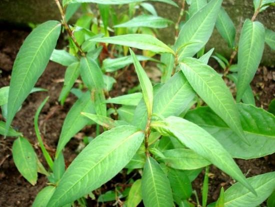 Rau răm trị đầy bụng, mụn nhọt