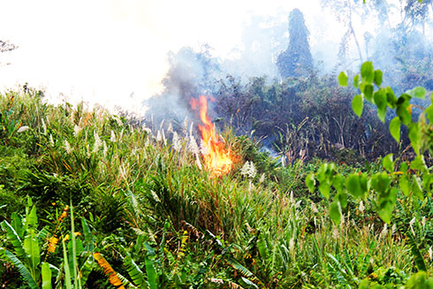 Đám cháy bùng phát tại khu vực Đa Rao.