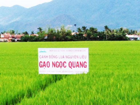 Cánh đồng lúa của Hợp tác xã Nông nghiệp 1 Ninh Quang. 