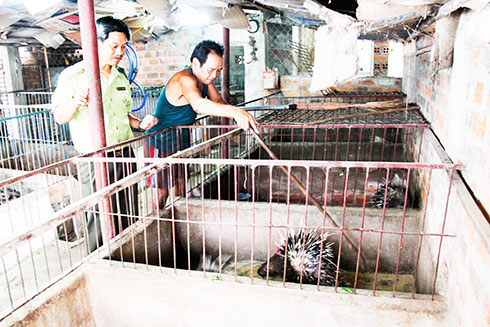 Gia đình ông Nguyễn Thâu đang gặp khó khăn trong việc tiêu thụ nhím nuôi.