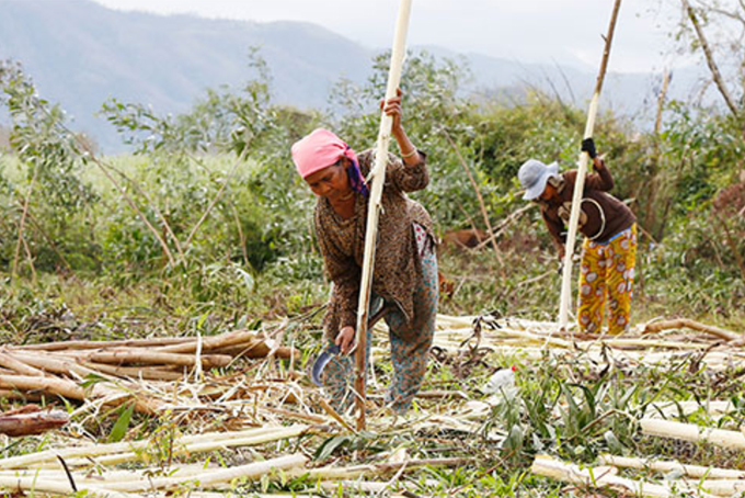 People in Khanh Hiep Commune, Khanh Vinh District harvesting acacia
