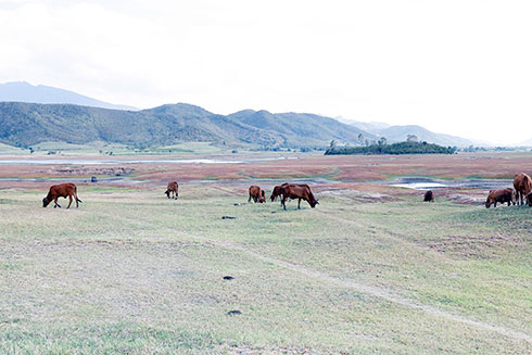 Hồ Suối Trầu cạn kiệt nước