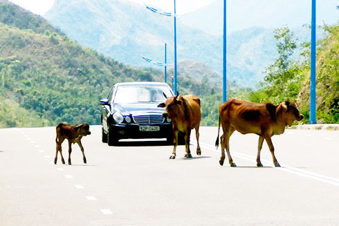 Thả rông bò trên đường biển