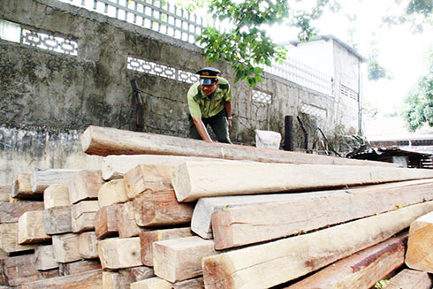 Số gỗ làm lồng bè vận chuyển trái phép tối 23-8 đang tạm giữ tại Hạt Kiểm lâm TP. Cam Ranh.  