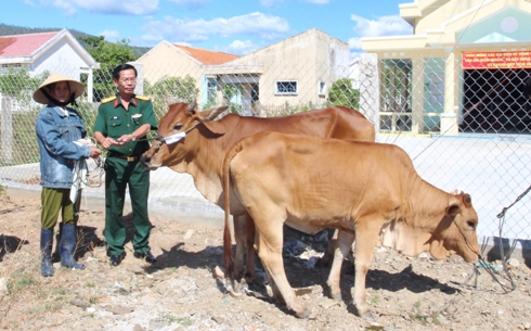 Lãnh đạo Bộ CHQS tỉnh Khánh Hòa trao tặng bò giống cho người dân.