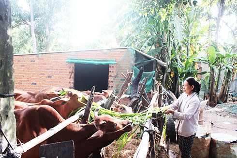 Chính sách giảm nghèo đặc thù sẽ góp phần giúp các hộ nghèo vươn lên  thoát nghèo bền vững.  