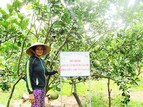 Nông dân chưa mặn mà với VietGAP